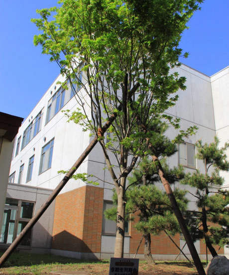 校舎中庭に植樹された記念樹（ヤマモミジ）
